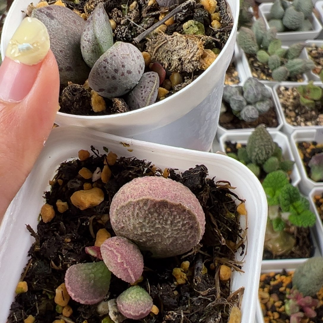 小***，两颗一起多肉植物