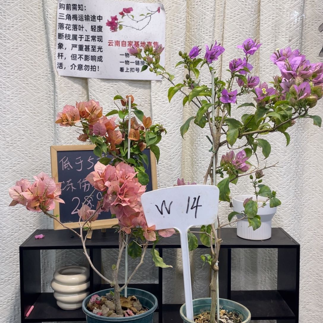 爱***舞全部花朵巴西紫+日落W14