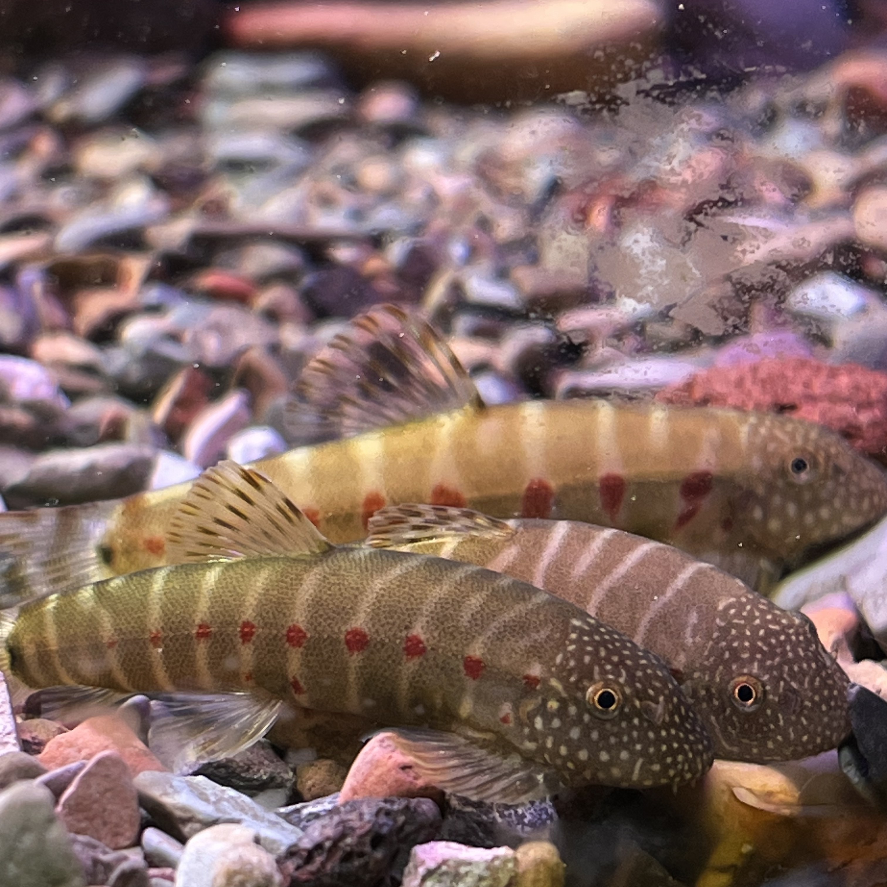 吸鳅【六六大顺】套餐：虎纹x1绿斑马x1红钻x1贵爬x1长汀x1秉氏x1