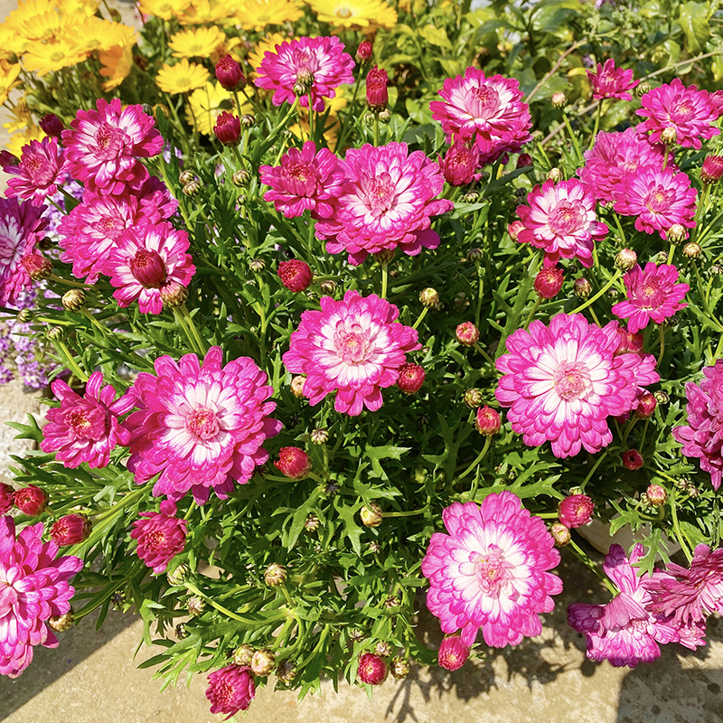 奶油草莓玛格丽特(重瓣花型 一盆多色 花苞多)庭院阳台好养花