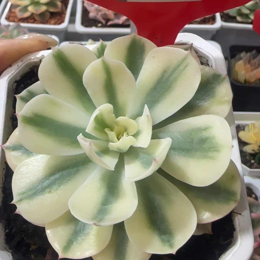 692海啸锦多肉植物