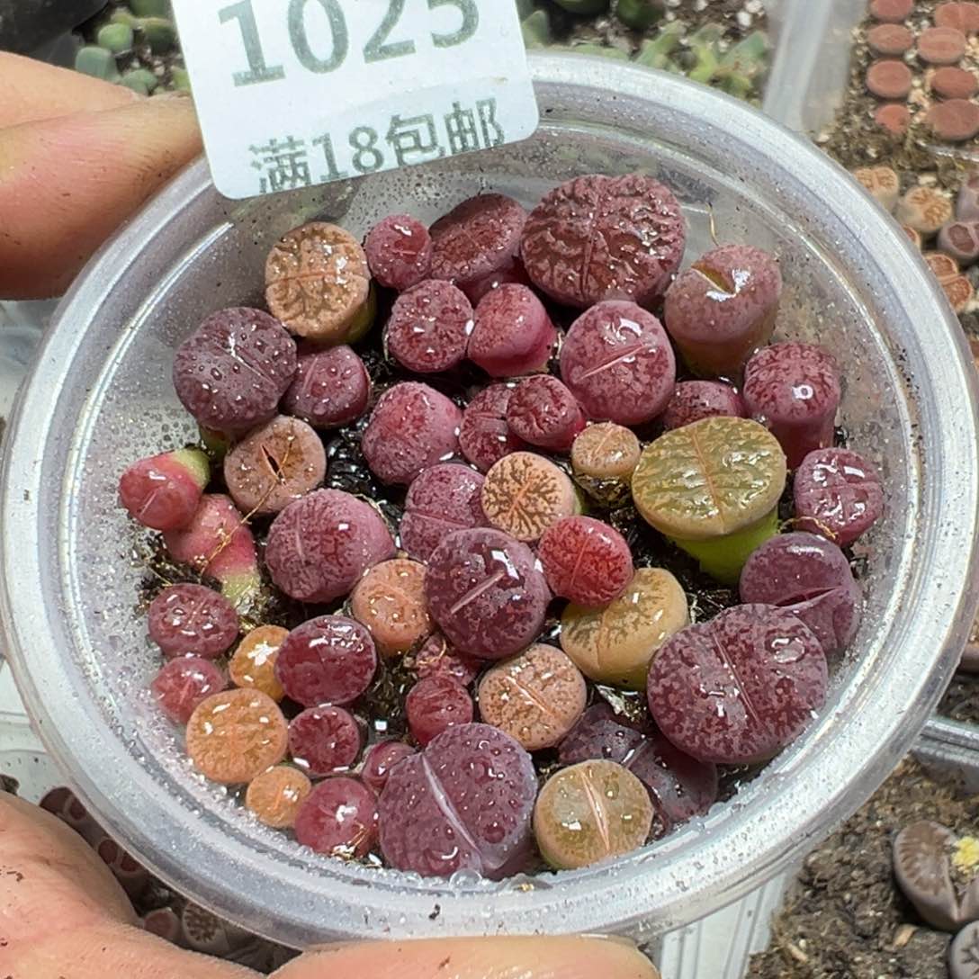 【闪购商品】 1025.     