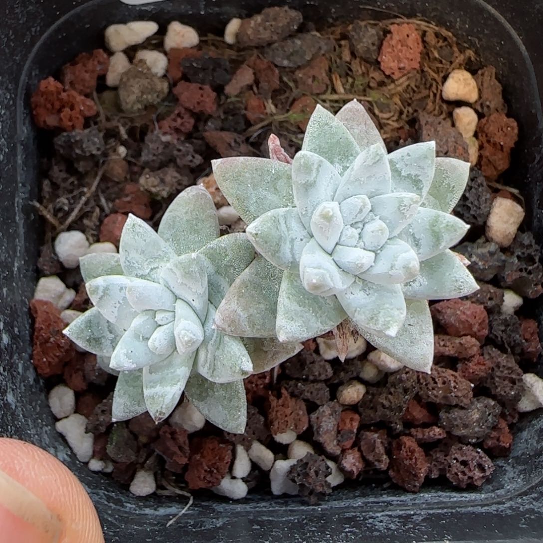 H***婧花语逸镜0125-230