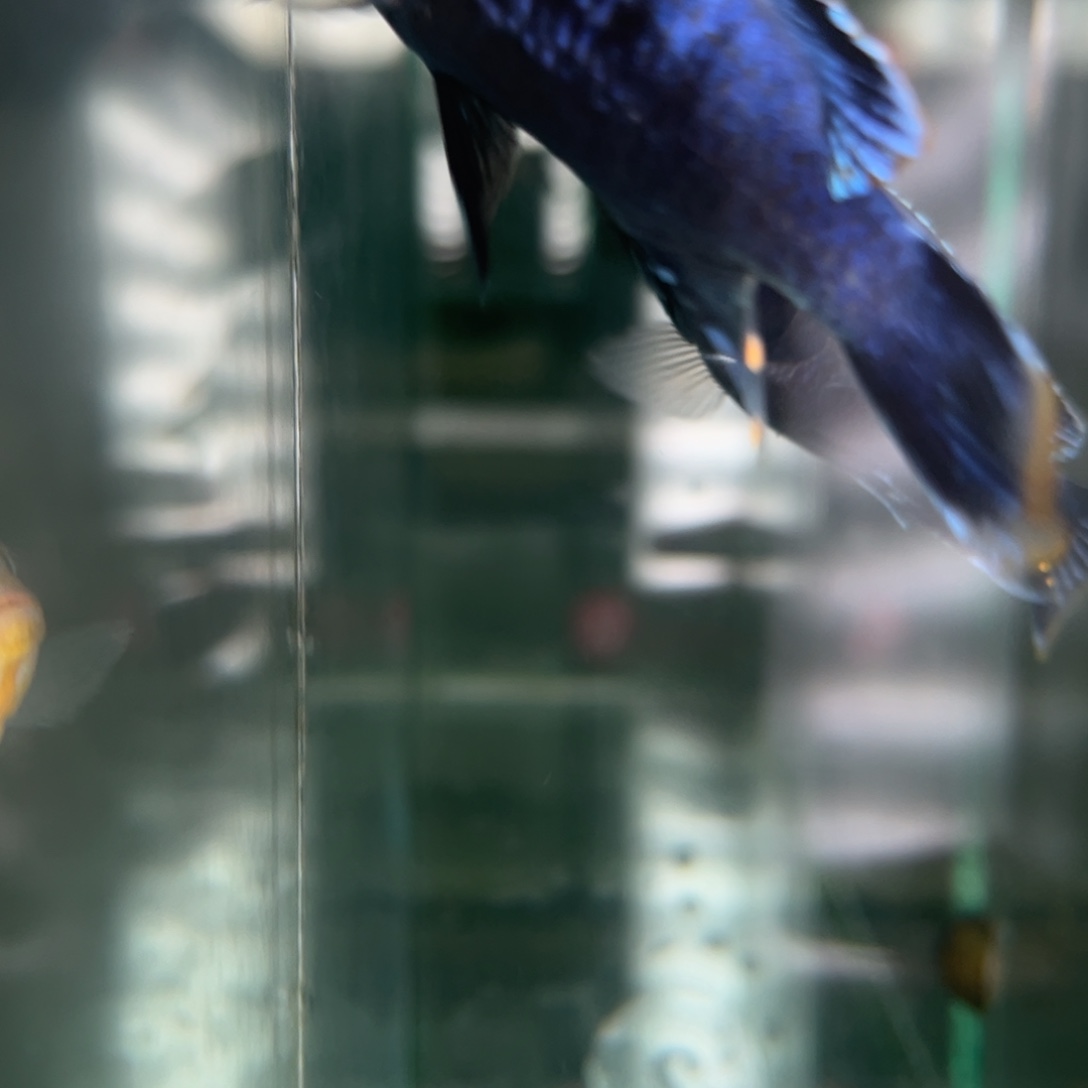 草****海水鱼莫索波斑马前面