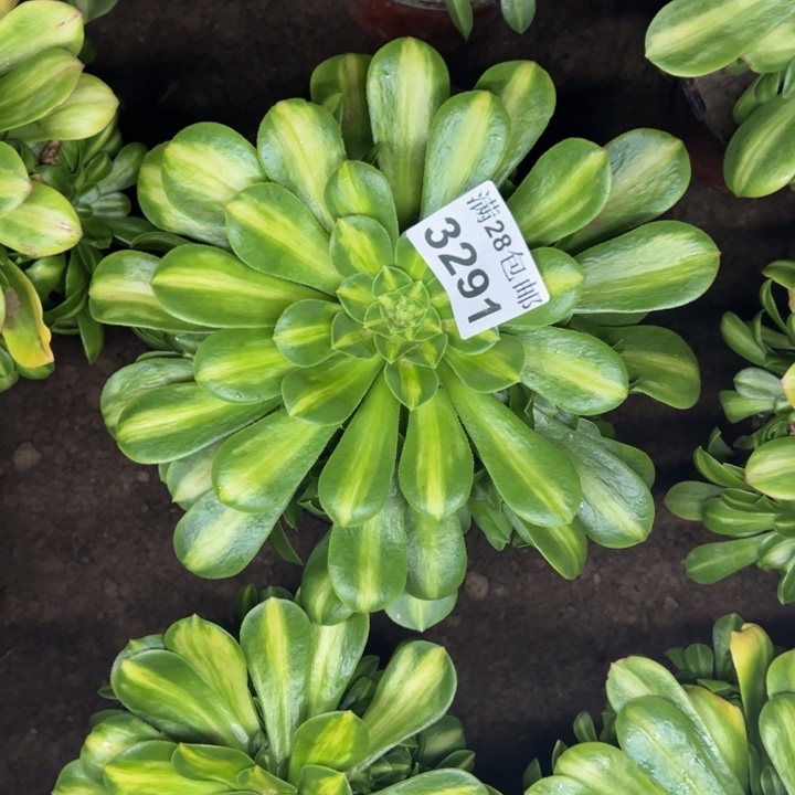 3291南琉璃多肉植物