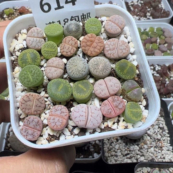 【闪购商品】 614。      