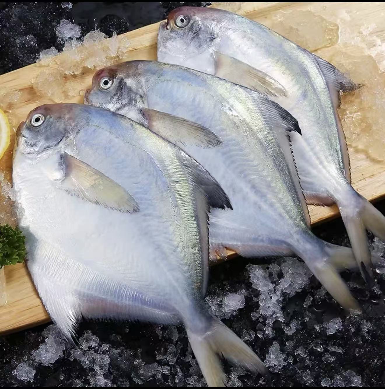 净重6斤 国产本地野生银鲳鱼    肉多刺少 肉质细嫩