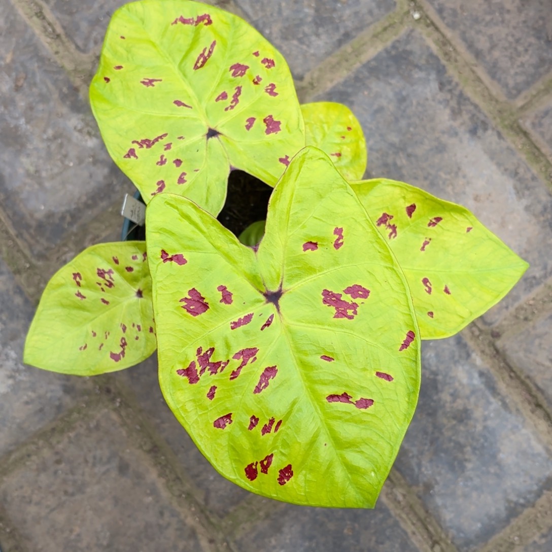 秋香泰国彩叶芋33-1202