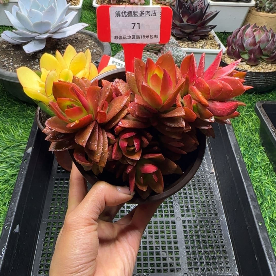 解忧植物多肉编号71