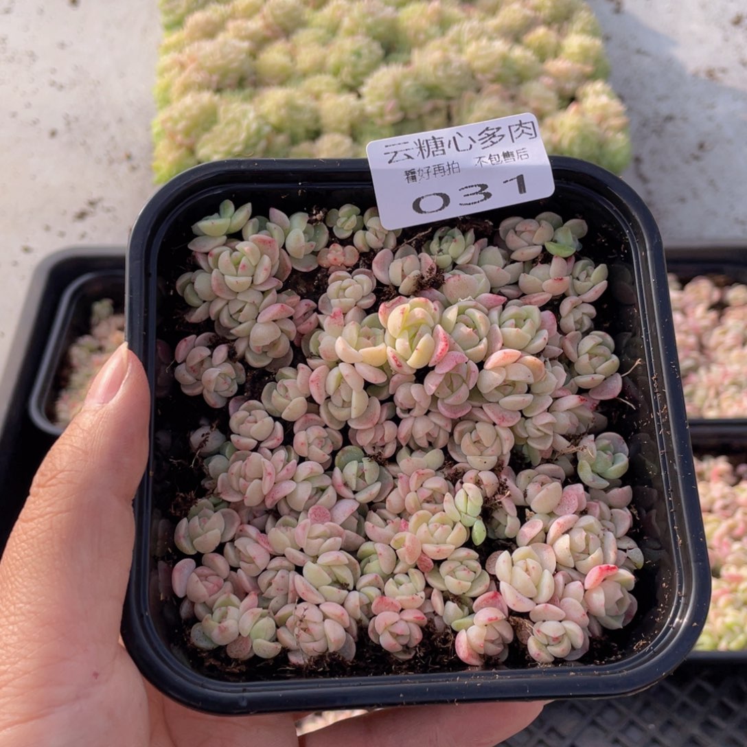 云糖心多肉植物31