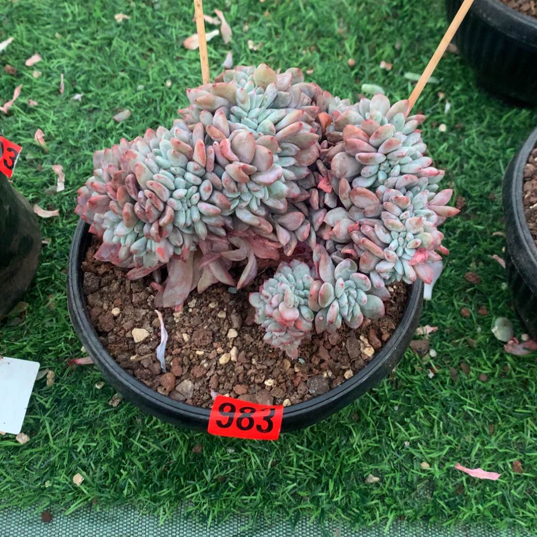 983橙子111111111111111