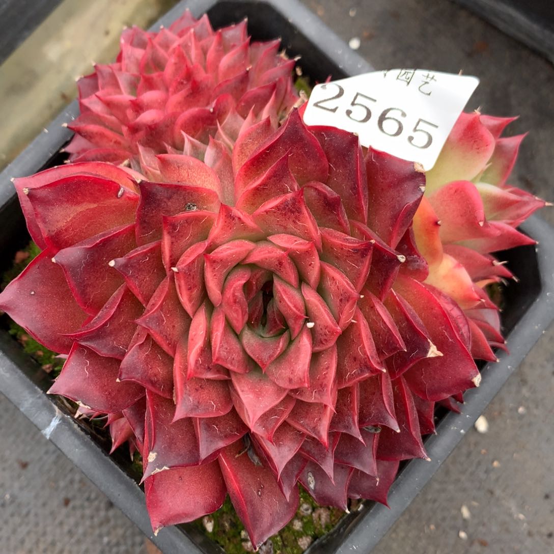 2565杂交多肉植物