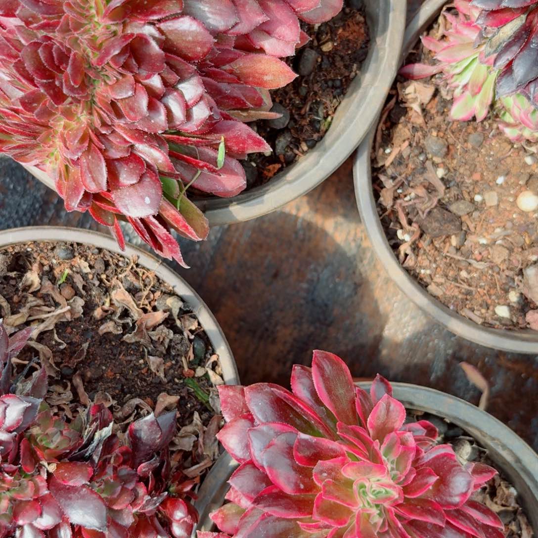 琳琅你854 号多肉法师特价