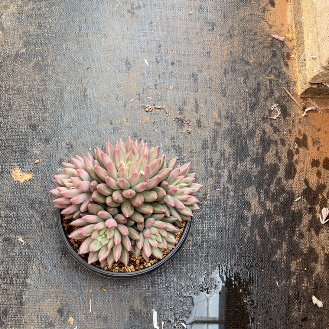 12411111111111111111111