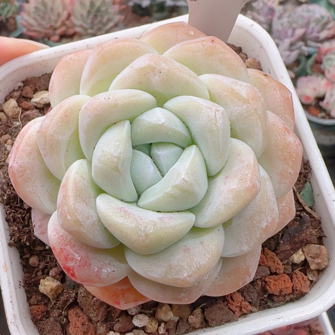 多肉植物8777………….