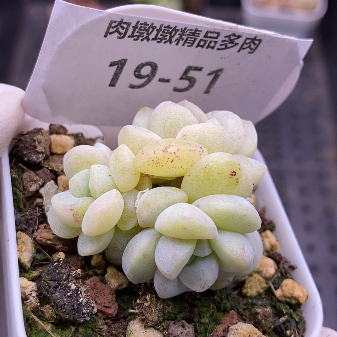 【闪购商品】19-51冰玉石化