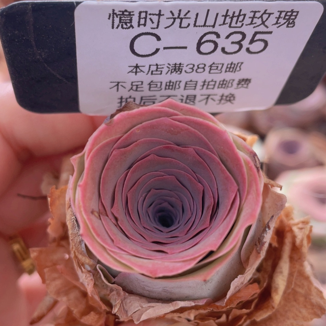 山地玫瑰C635裸根发货断枝不包损不售后