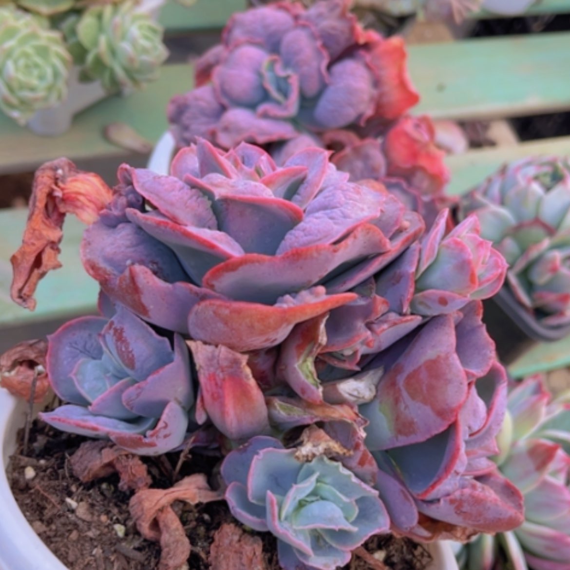 【闪购商品】男爵19255