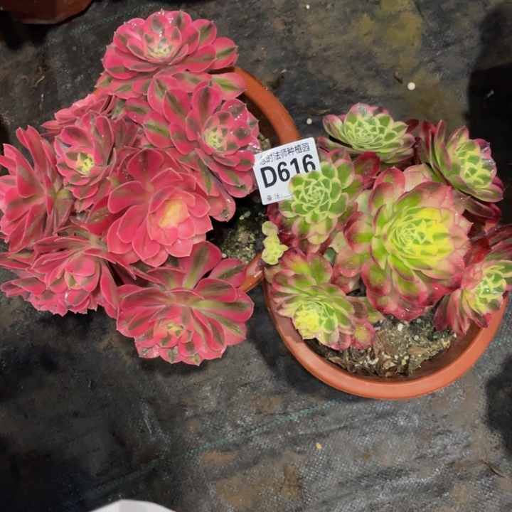 跃***?616两颗11111多肉