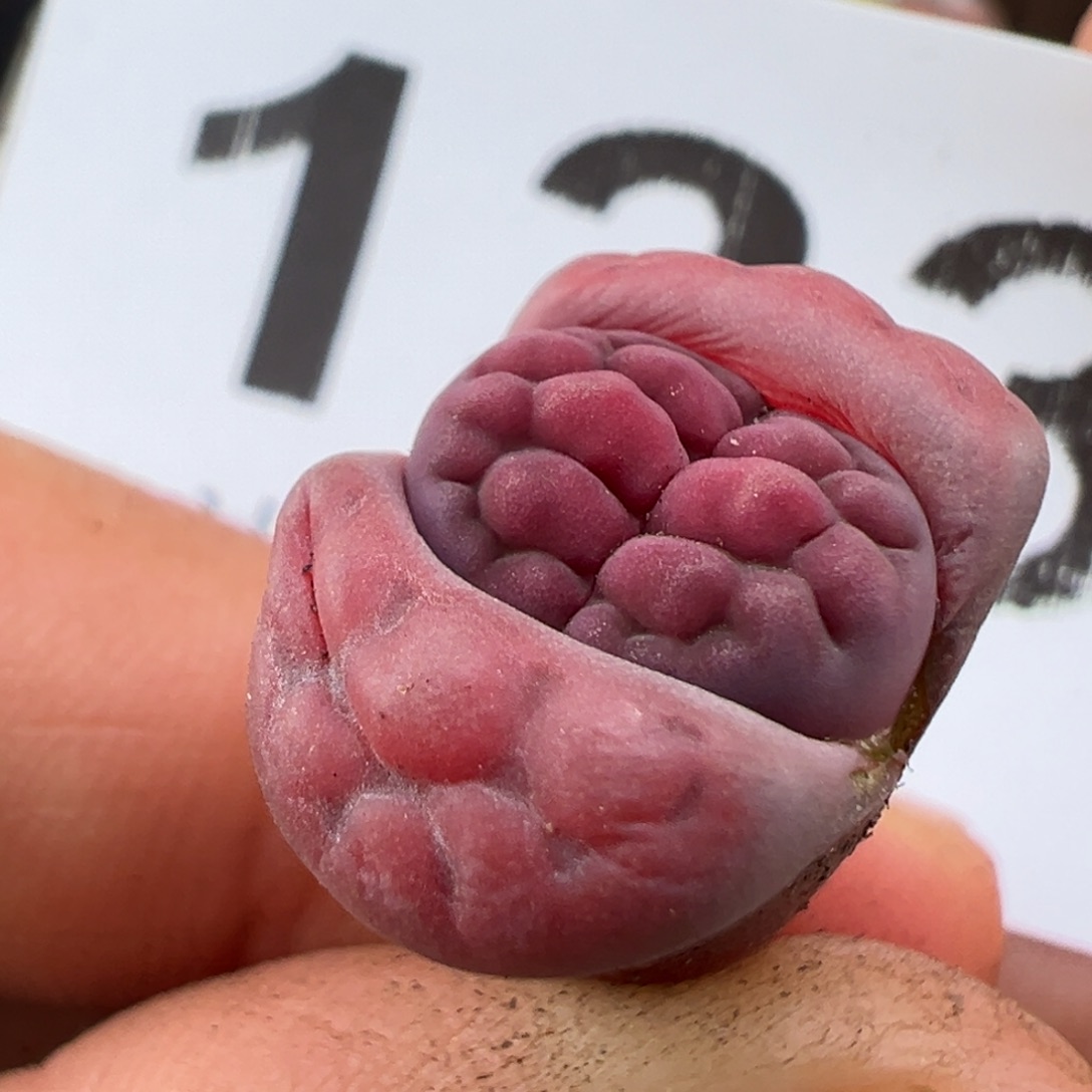 1.16好看的多肉133