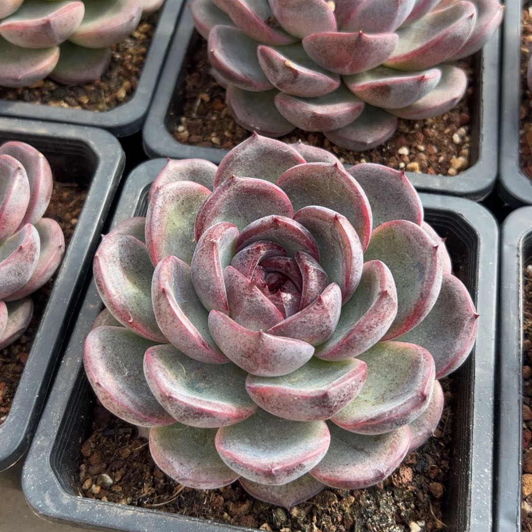 从前慢花园多肉编号1203-超大溜溜球