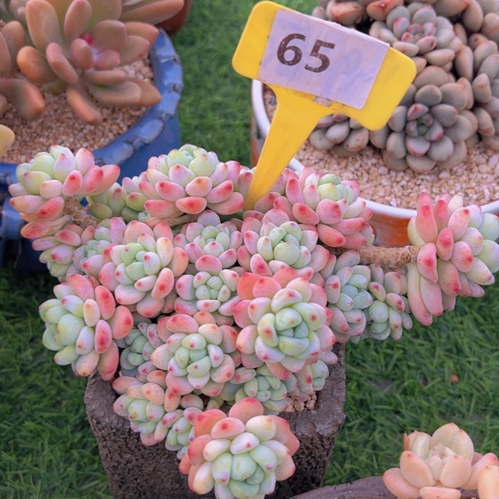 健健康康平平安安