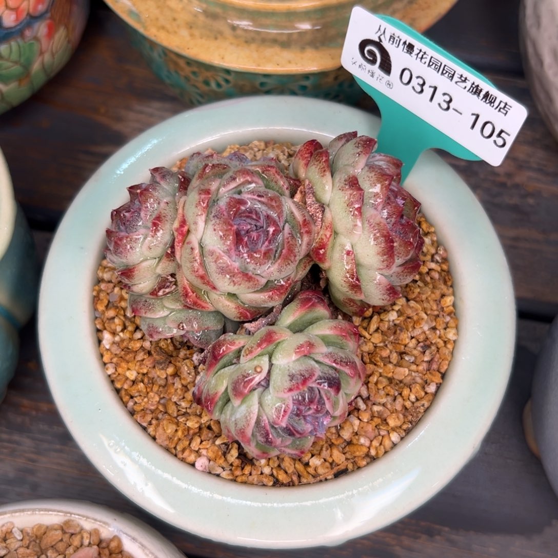 多肉一物一次0313-105