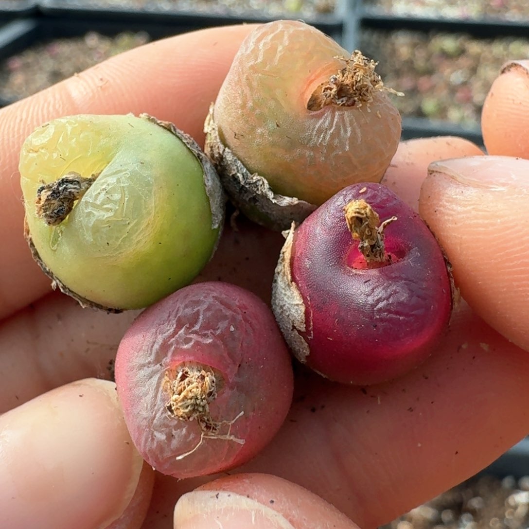 524毛汉尼四颗000000