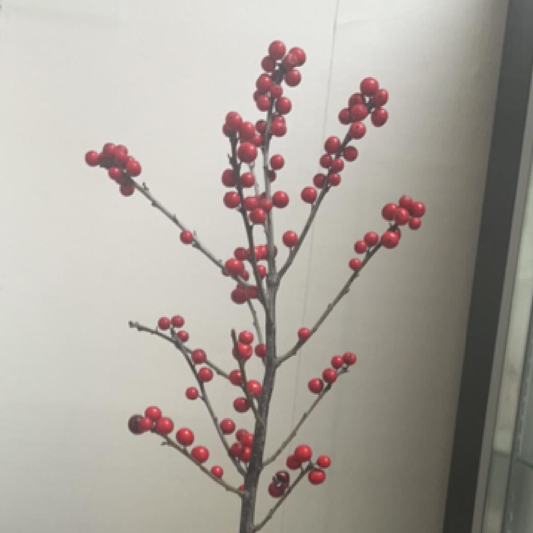 北美冬青一支装，会掉珠，介意甚拍