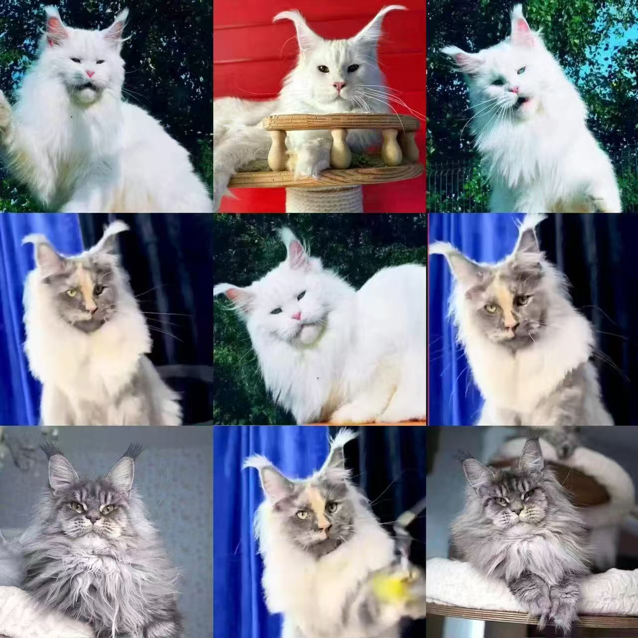 缅因猫西森活体猫咪