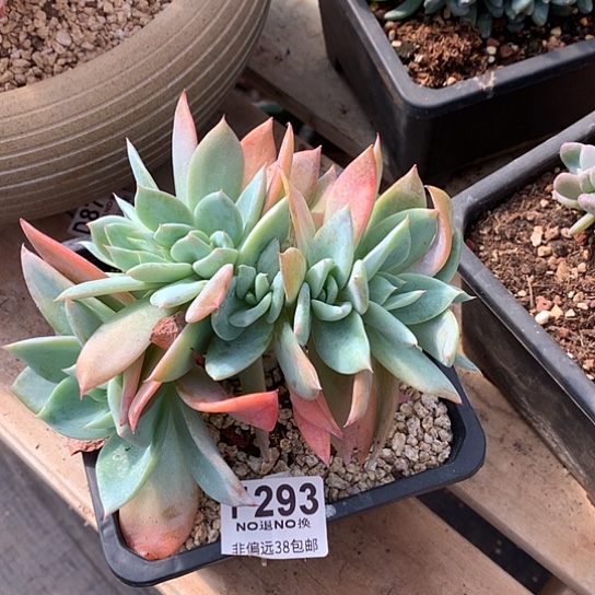 羽***兮烟火缀化402 退款拉黑需要延时发货