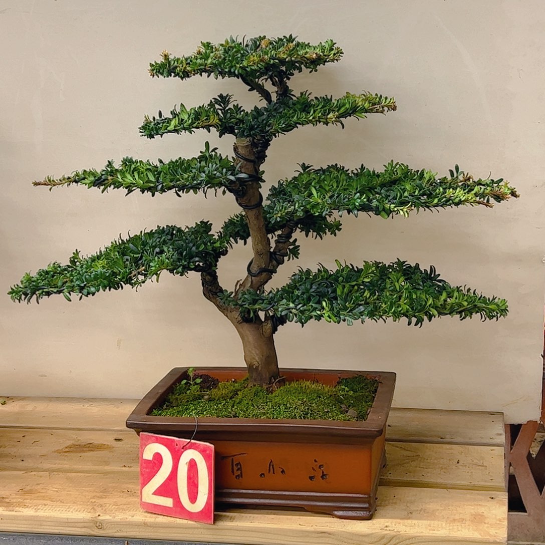 无花朵罗汉松盆景艺术中心