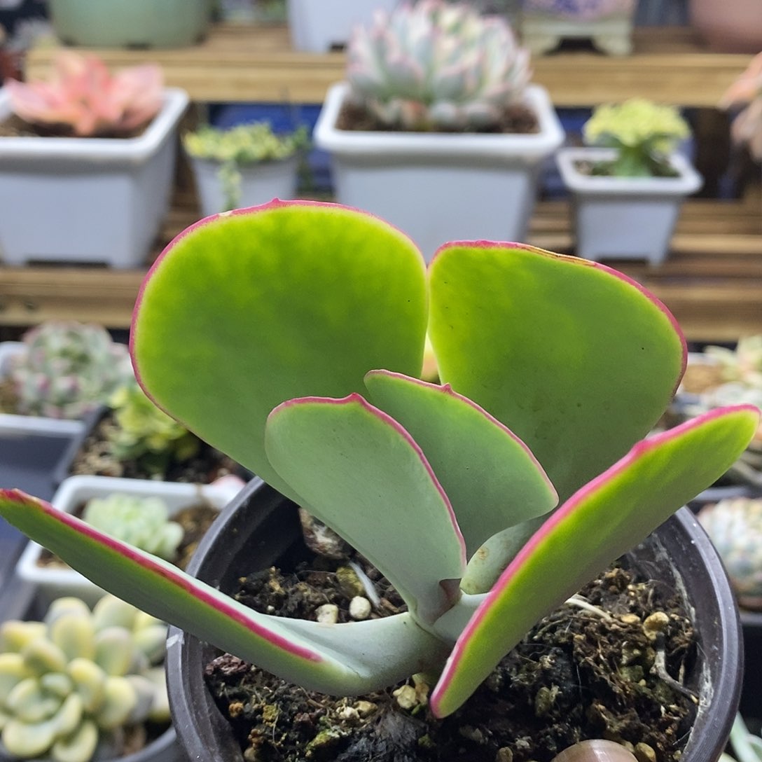 2297 正版白眉多肉