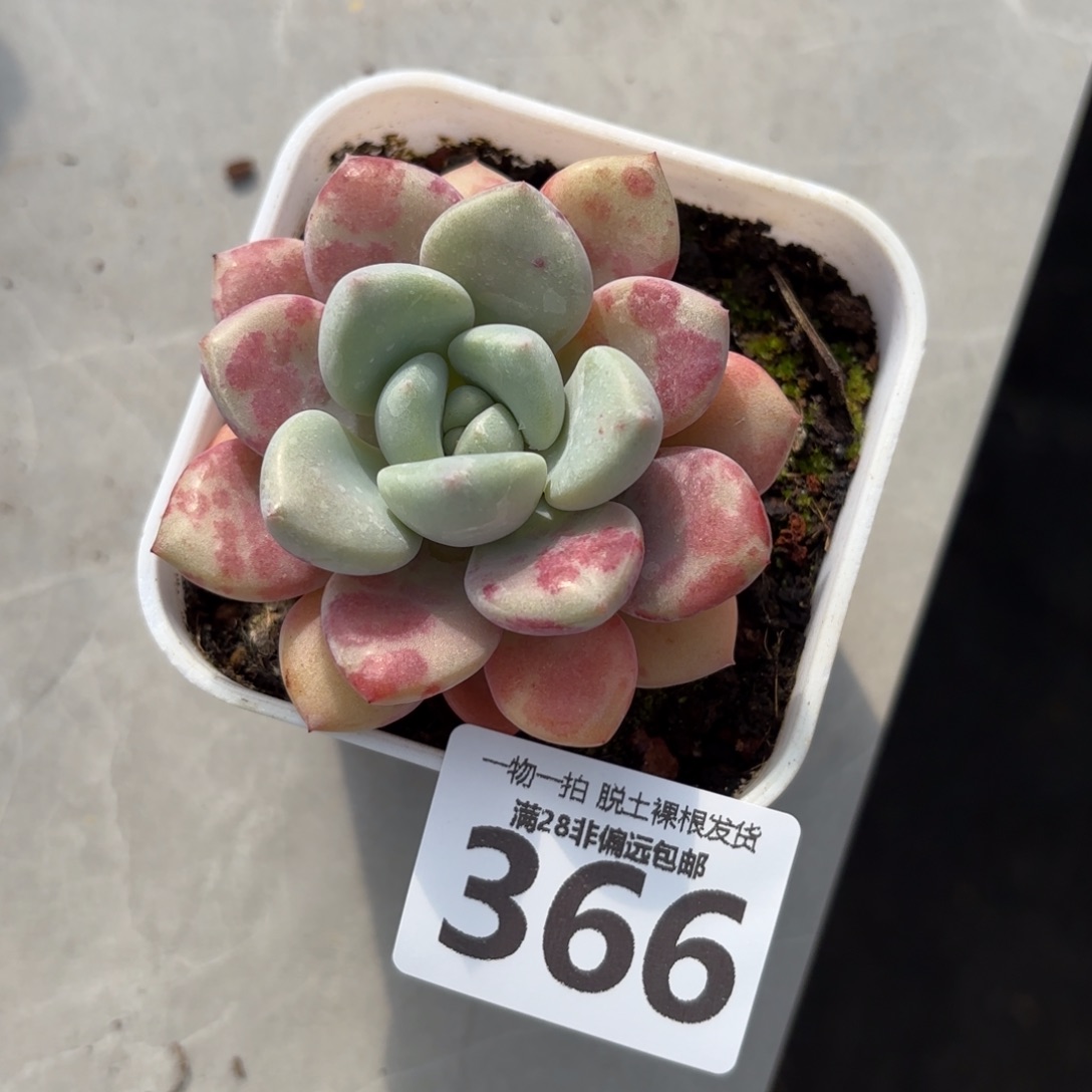 花斑露单头无盆土发货