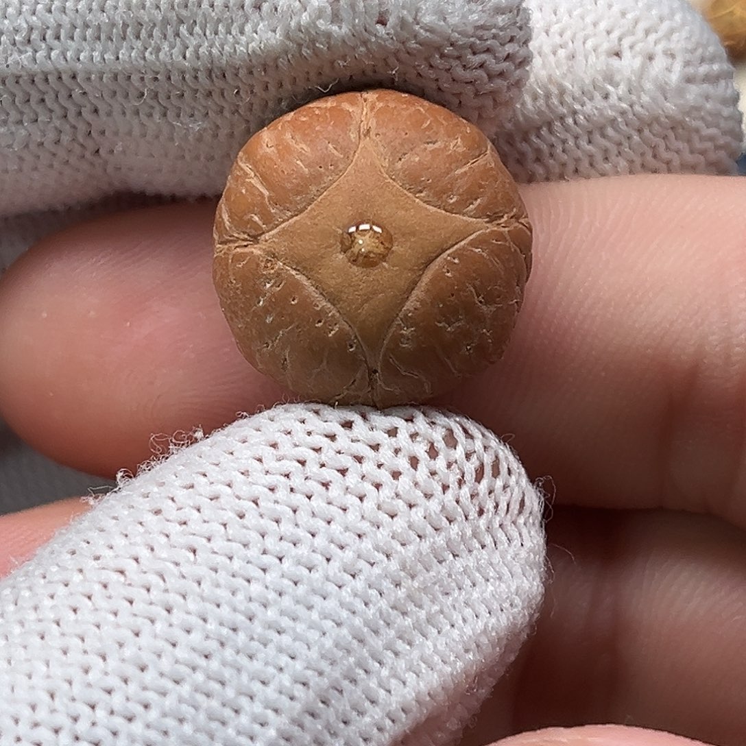 凤眼菩提吊坠17.5大眼睛正圆全品福利麒麟