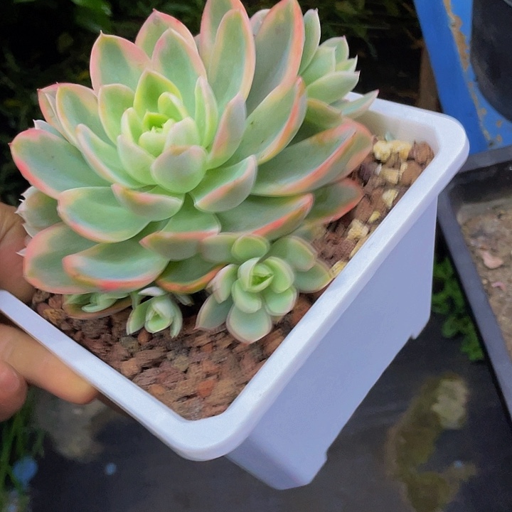 一物一拍一物一拍