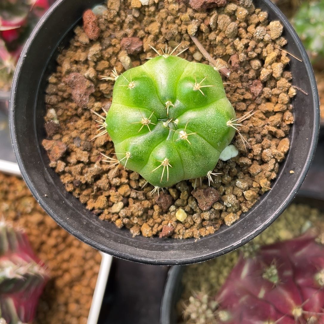 小***孩1-172青苹果2.8厘米