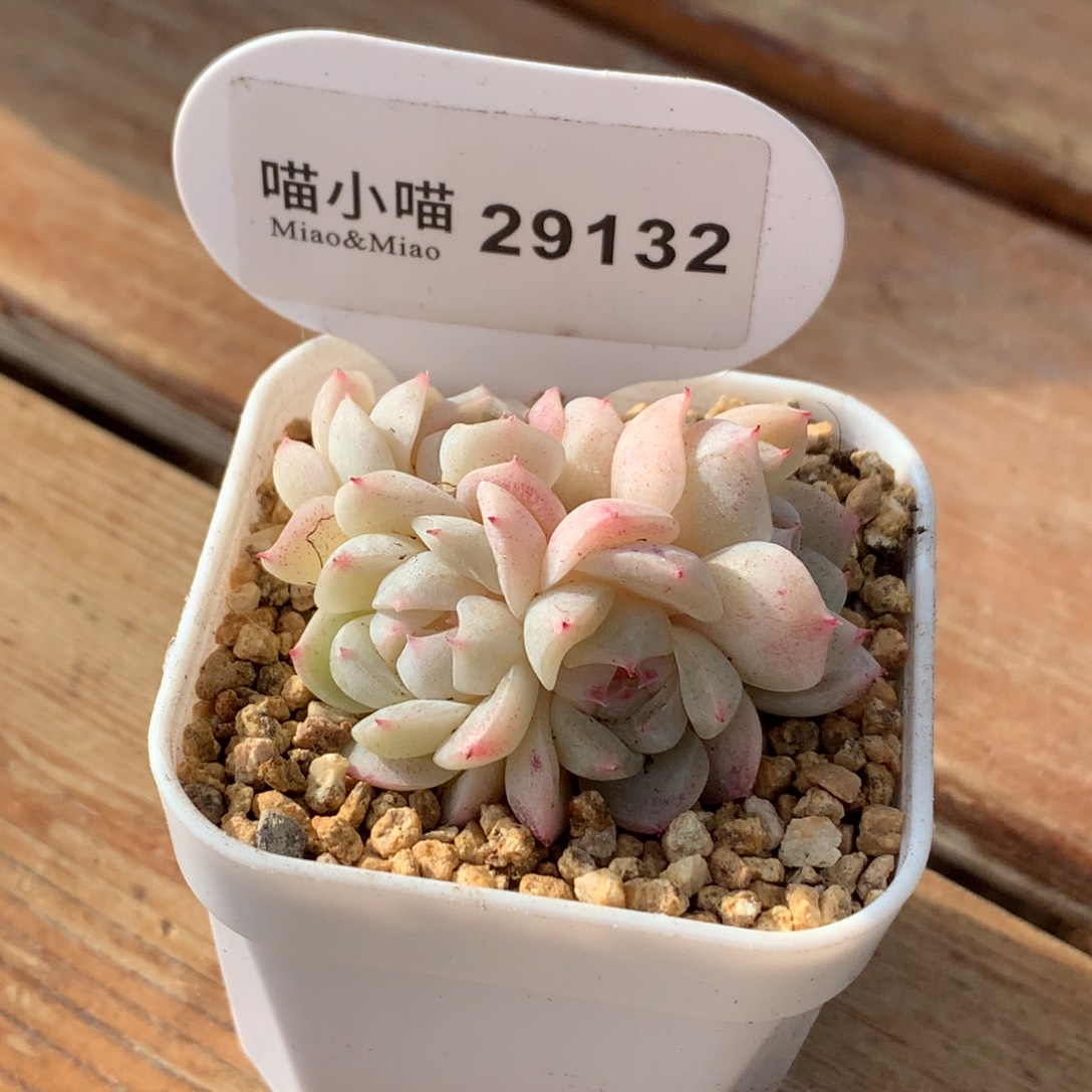 乖***乖多肉植物杂交珍妮