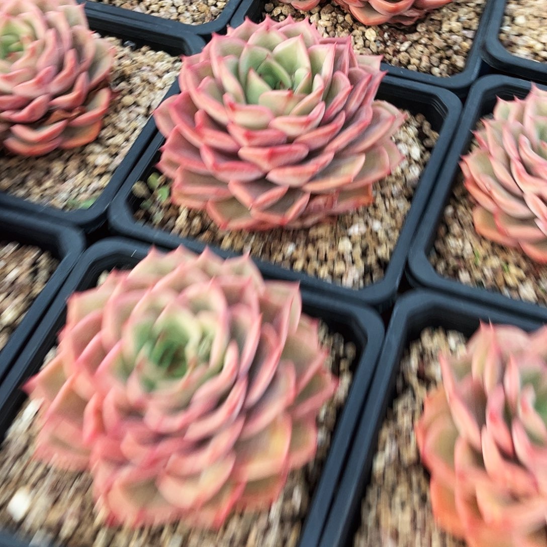 *****一峰多肉安吉丽娜