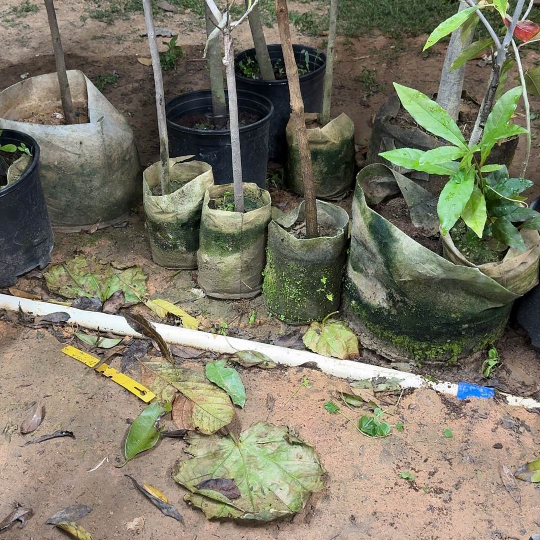 静***观当前无花栽培后可以开花山竹