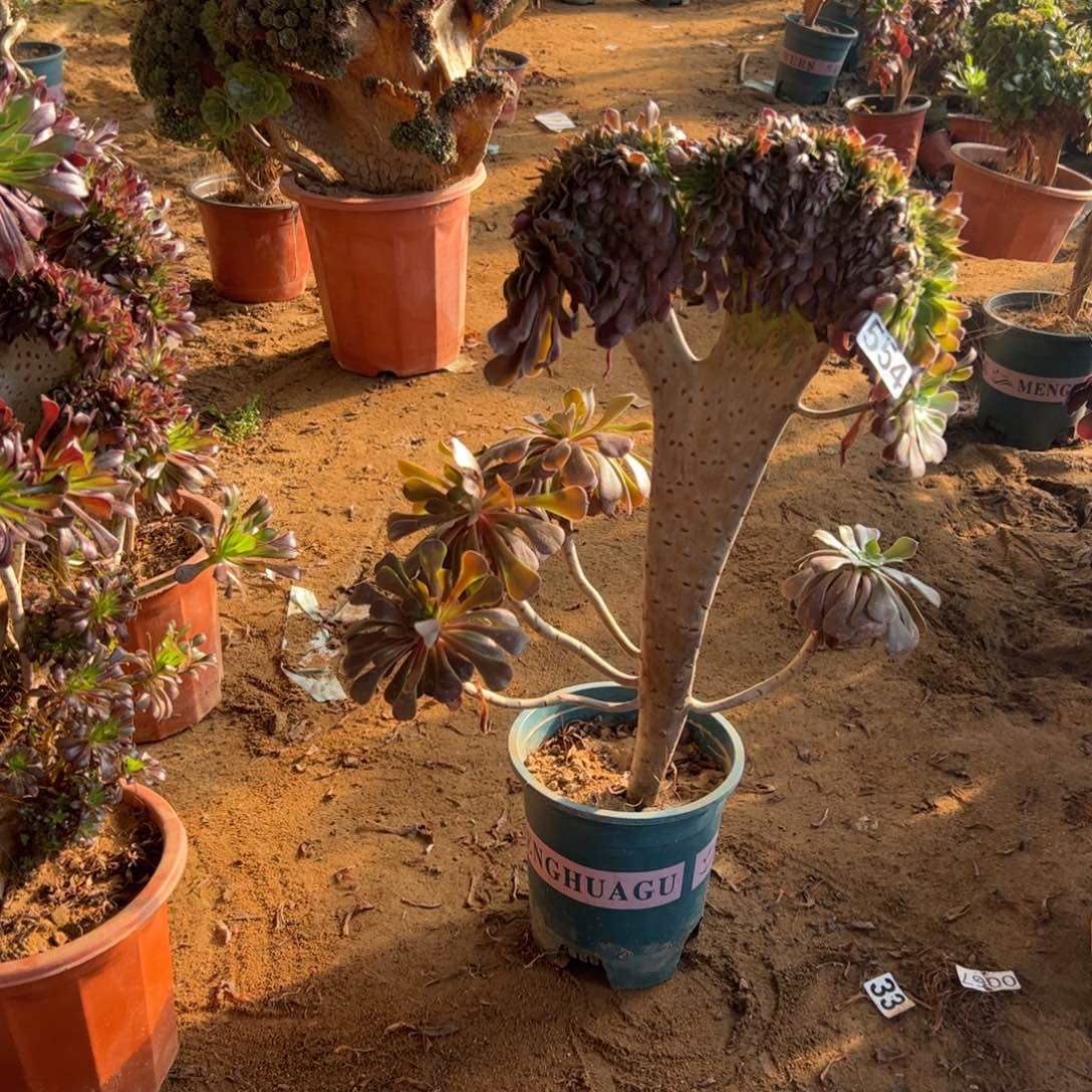 铜壶554高度45厘米