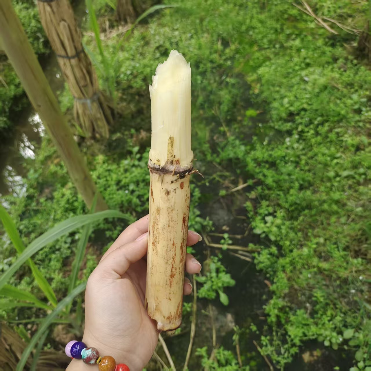 【中通 冰箱保鲜 清甜略硬】白上霜果蔗  净重5斤装