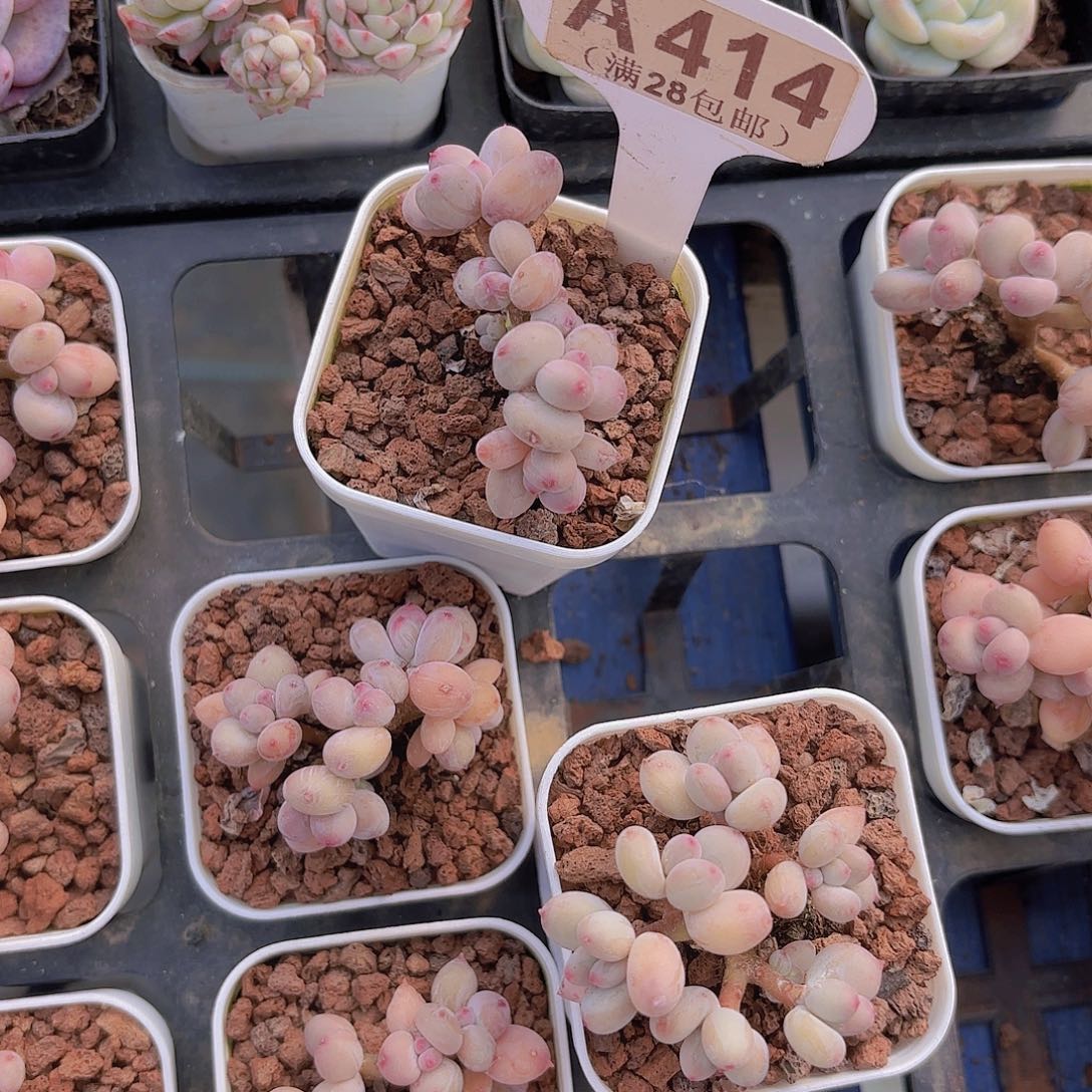 A414萤火虫一物一拍