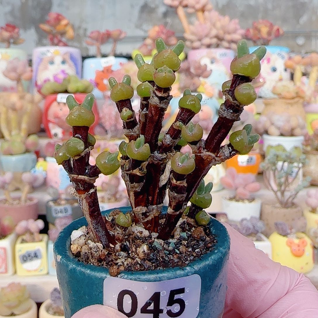 可爱枝干兔子 盆口3cm