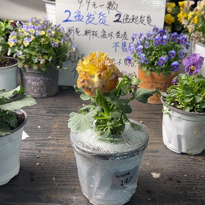 当前无花朵，栽培后可花朵142号