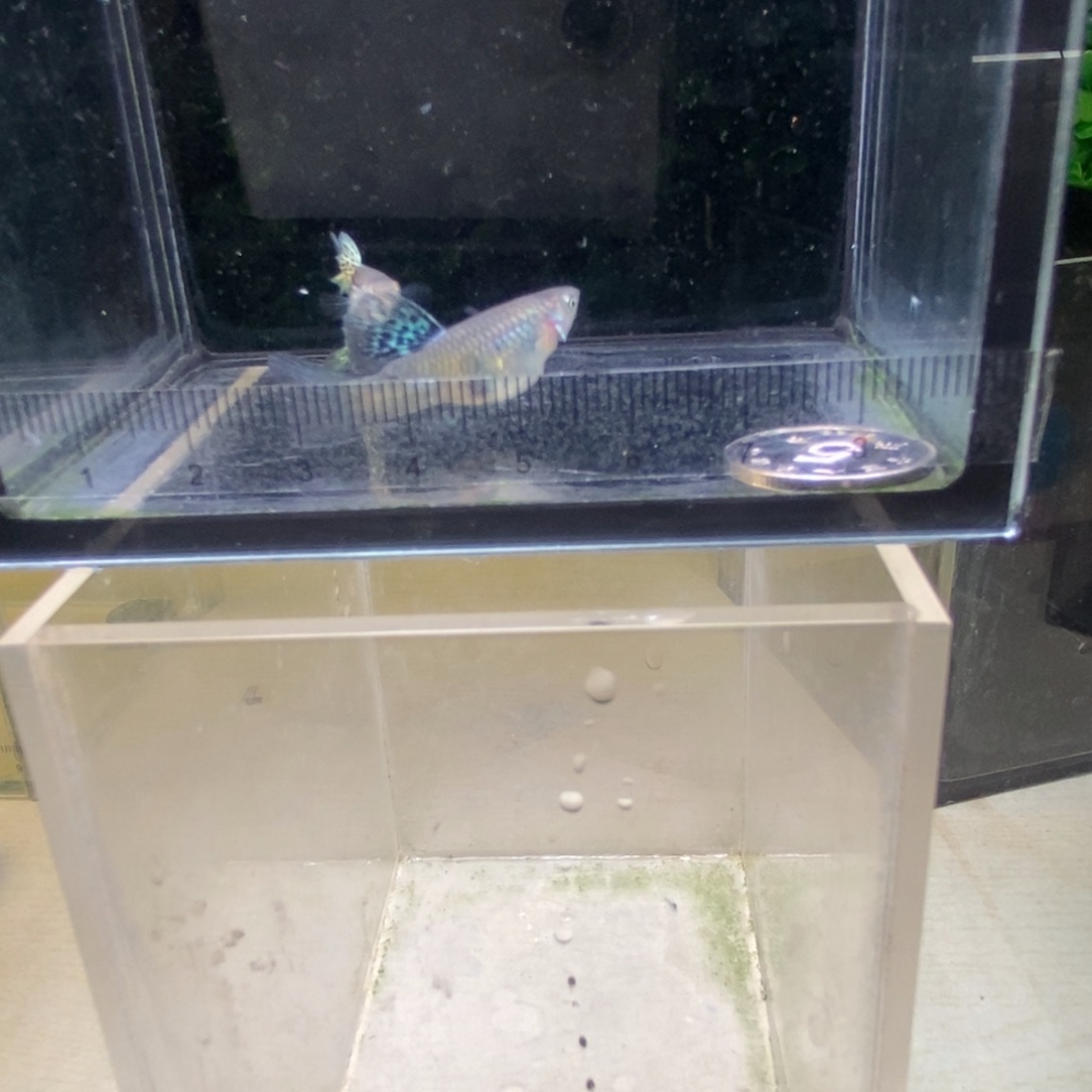 孔雀鱼搭背蛇王一对