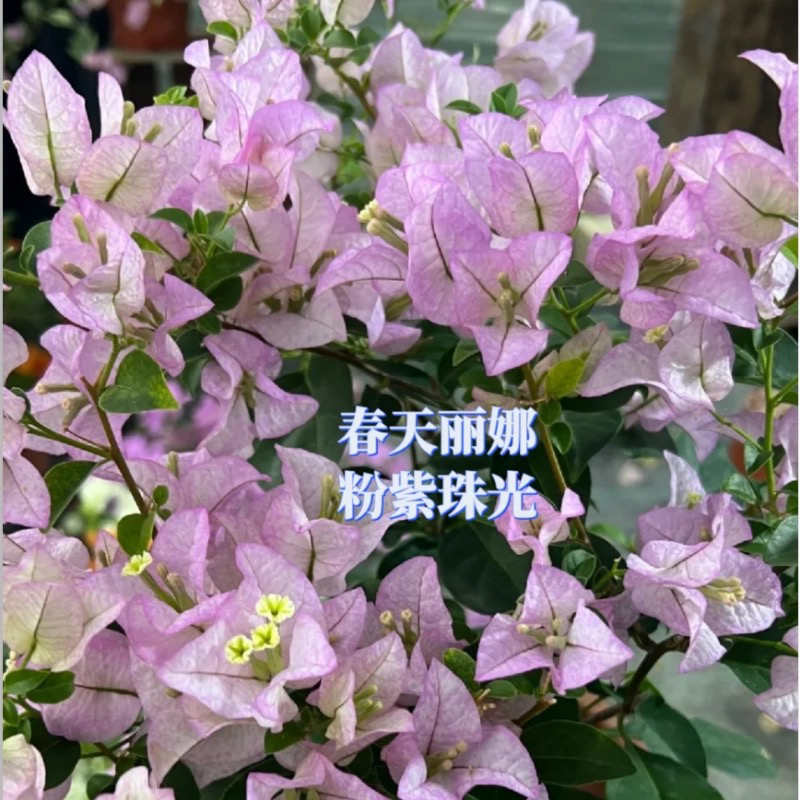 丽娜三角梅盆大苗好养易开花花卉基地不带花好养活四季开花