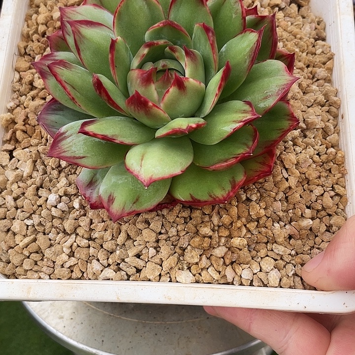 惊鸿仙子多肉植物8803