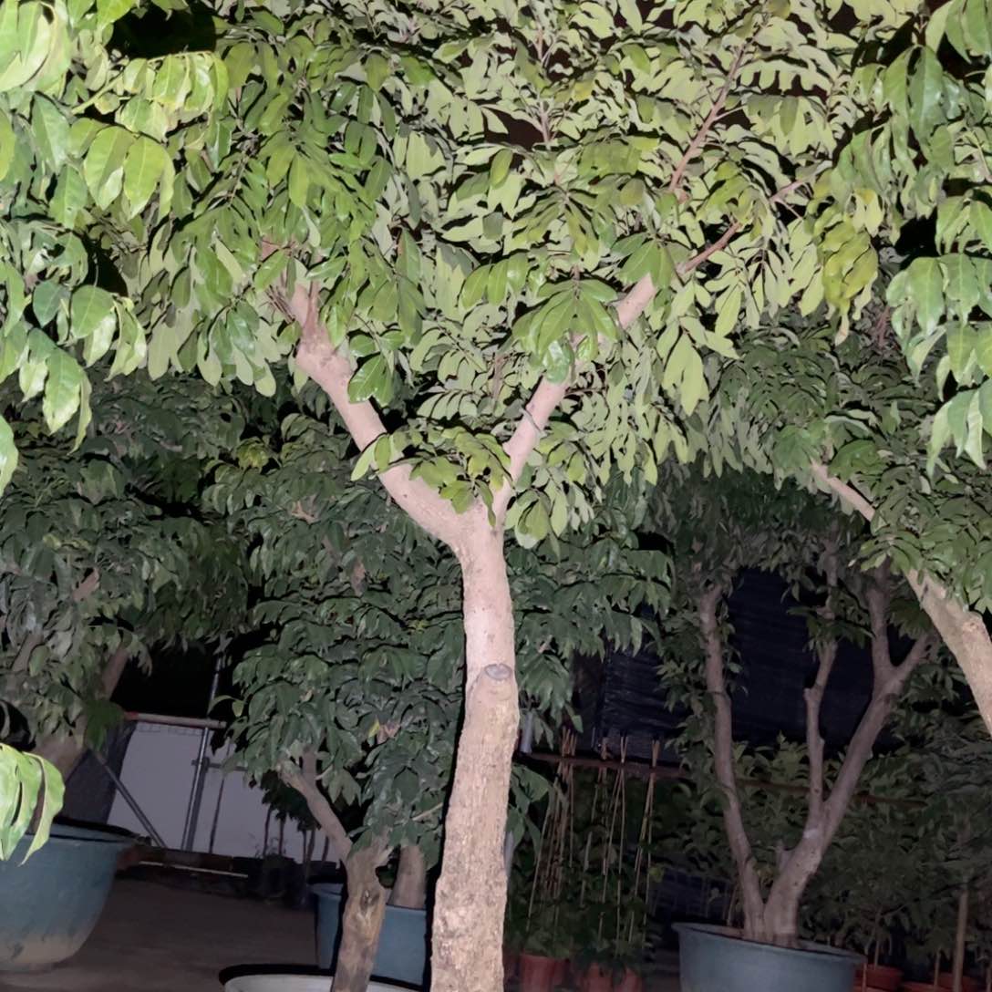 熊**王果树66666666666666666