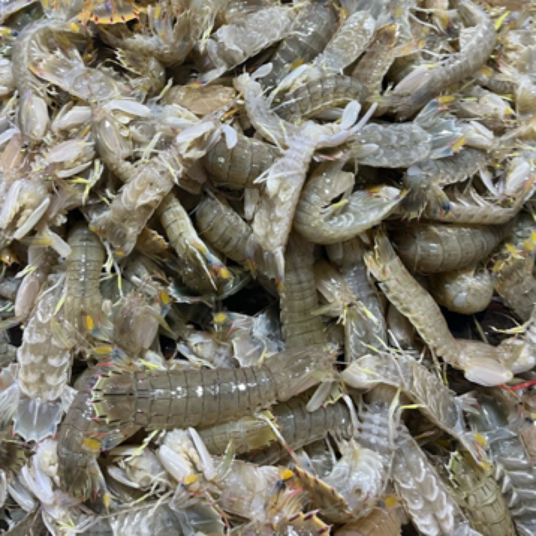 短养虾爬38二斤，点关注量灯牌三斤